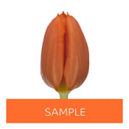 Tulipa | All Flowers | All products | OZ Export
